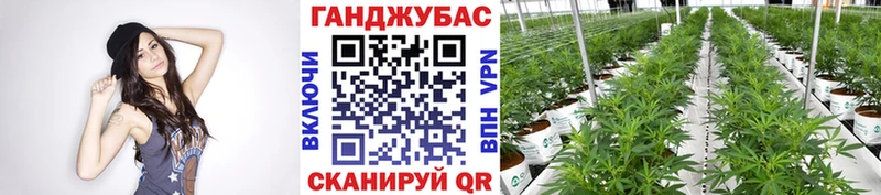 Бошки Шишки планчик  Карабаш 